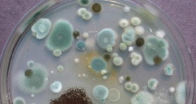 mould testing